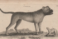 1800-Dog-Print-Old-English-Mastiff-British-Bulldog