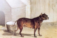1825-Bulldog-Nettel-one-of-the-two-Bulldogs-in-the-Nero-lion-fight