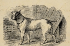Vintage-Bulldog-1800s-Bull-Dog-Illustration-Dogs-Poster-