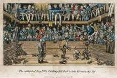 The-celebrated-dog-billy-killing-100-rats-at-the-Westminster-Pit-1827