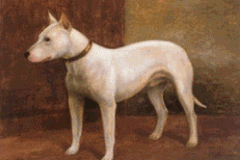 Hinks-Bull-Terrier-“Clifton”-1901