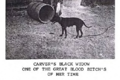 varvers-black-widow