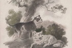 1830-Bull-Dog-and-Pomeranian-Dog-Tookey-James