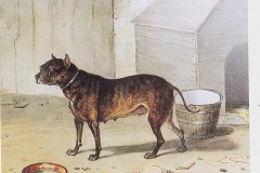 NETTLE-EARLY-ENGLISH-BULLDOG-1825-ONE-OF-THE-6-DOGS-THAT-FOUGHT-THE-LION-NERO-AT-WARWICK-ENGLAND-IN-1825