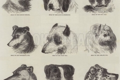 Various-Dogs.-Illustration-for-The-Illustrated-London-News-5-October-1844