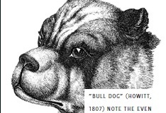 stratton-bulldog-1