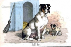 189G-Bulldog-1860