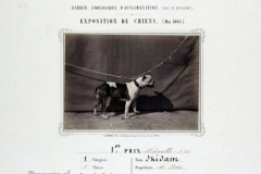 307F-Brindle-Bulldog-Exposition-de-chiens-au-Jardin-dacclimatation-mai-1863