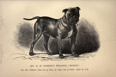British-dogs.-CHAPTER-VII.-2