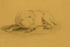 Bull-Terrier-Edwin-Henry-Landseer-1803-1873