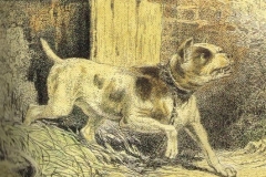 Bull-Terrier-by-the-Swiss-artist-Johann-Karl-Bodmer-1809-1893