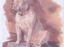 Bulldog-1870_21
