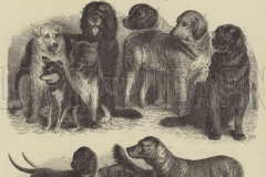 The-Leipsic-Dog-Show.-Illustration-for-The-Illustrated-Sporting-and-Dramatic-News-22-July-1876.
