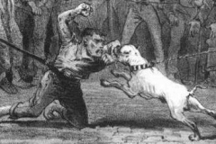 Fights-between-man-and-Bulldog-also-occurred-Physic-vs-Brummy-an-evening-at-Hanley-1874