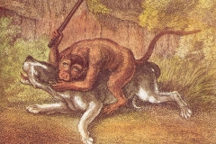 howitt-Battle-of-the-Bulldog-and-the-Monkey-1799