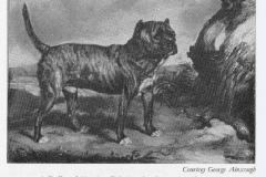 BULL-AND-TERRIER-BY-JAMES-WARD1820