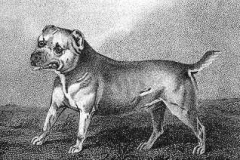 1806-Trusty_Lord_Camelfords_Bull-and-Terrier_c._1806