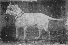 SAILOR-PAINTING-OF-AN-EARLY-STAFFORDSHIRE-TERRIER-TYPE1868