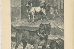 Original-Bull-and-Terrier-Cross-1881