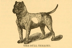 bull-terrier-1899