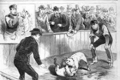 DOG-FIGHTING-SKETCHTHE-NATION-POLICE-GAZETTE-NEW-YORKCIRCA-1880
