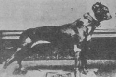 1882-gas-house-dog