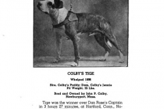 1896-colbys-tige