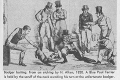 BADGER-BAITING-BY-H.-ALKEN1820.-A-BLUE-PAUL-TERRIER-IS-HELD-BY-THE-SCRUFF-OF-THE-NECK-AWAITING-HIS-TURN-ON-THE-UNFORTUNATE-BADGER
